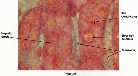 Plate 10.217 Bile Canaliculi