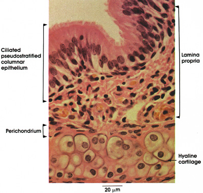 Plate 11.224 Trachea