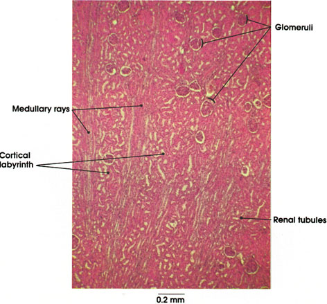 Plate 12.232 Kidney: Cortex