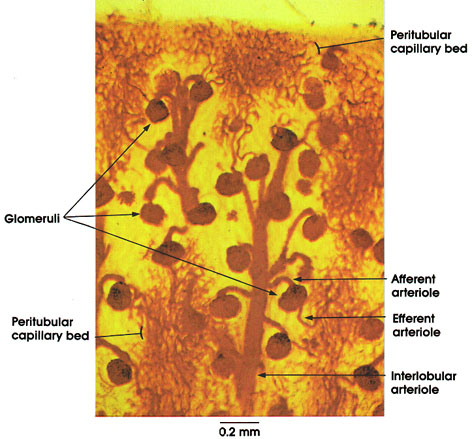 Plate 12.233 Kidney