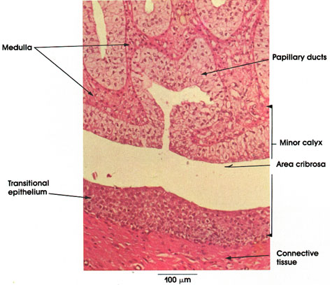 Plate 12.240 Kidney