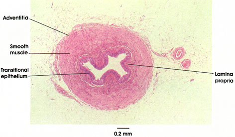 Plate 12.241 Ureter