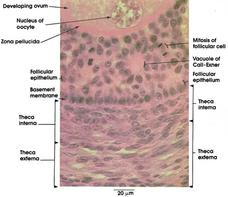 Plate 13.249 Ovary