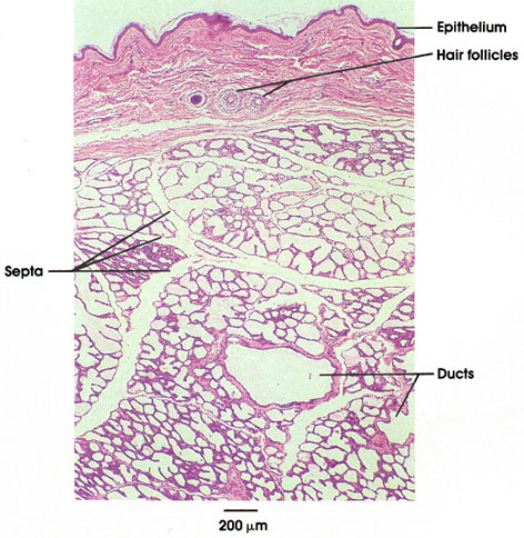 Plate 13.254 Mammary Gland: Lactating