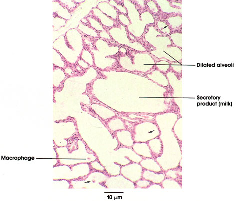 Plate 13.255 Mammary Gland: Lactating