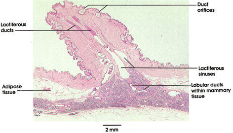 Plate 13.256 Mammary Gland