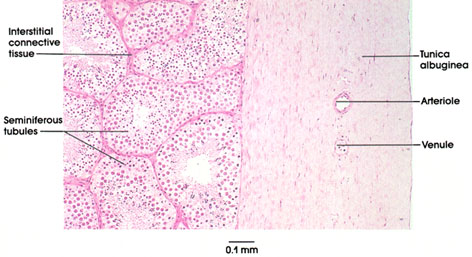 Plate 14.263 Testis: Periphery