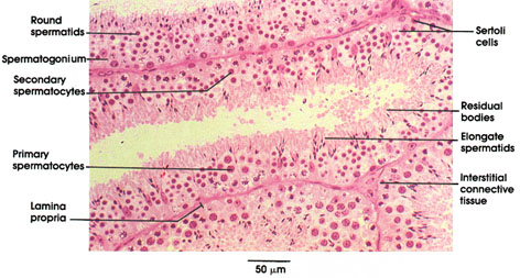 Plate 14.266 Testis