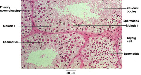 Plate 14.267 Testis