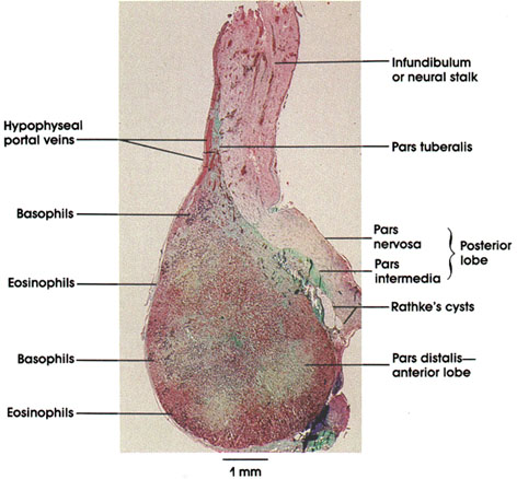 Plate 15.279 Hypophysis