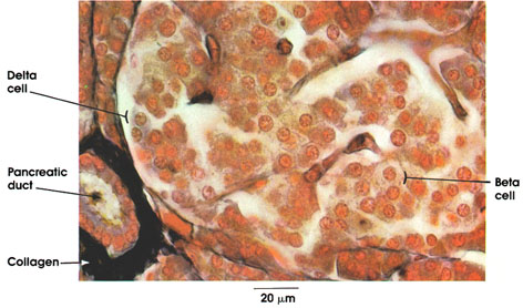 Plate 15.291 Pancreas