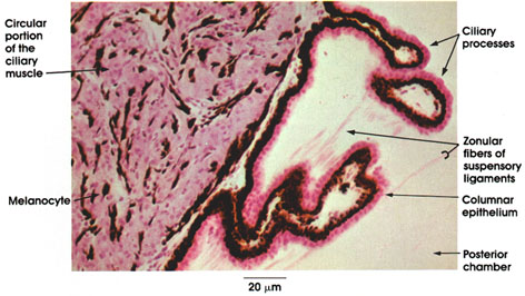 Plate 16.303 Ciliary Muscle and Ciliary Processes