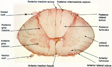 Plate 17.316 Spinal Cord