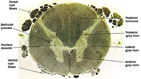 Plate 17.318 Spinal Cord