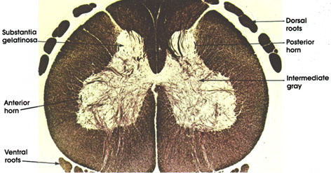 Plate 17.323 Spinal Cord