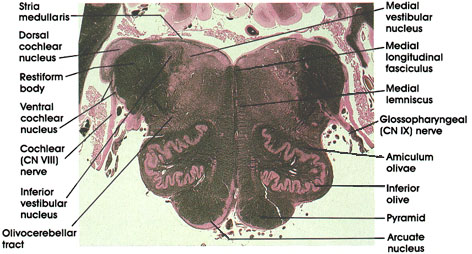 Plate 17.332 Medulla Oblongata