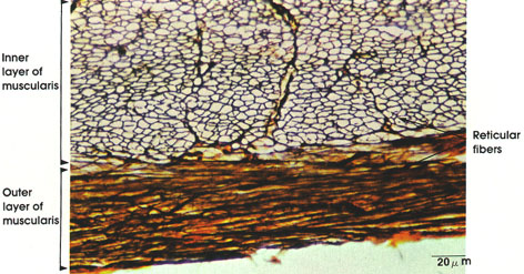 Plate 3.38: Reticular Fibers