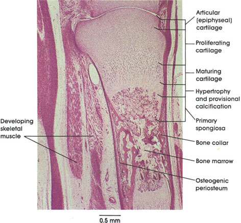 Plate 3.44: Developing Long Bone