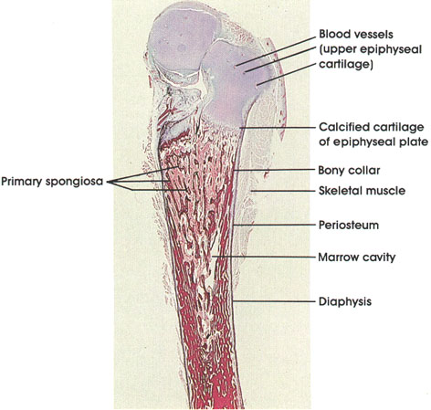 Plate 3.45: Fetal Long Bone