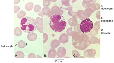 Plate 4.52: White Blood Cells