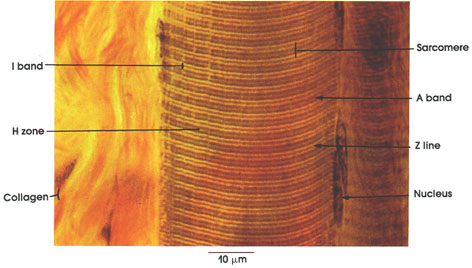 Plate 5.67: Striated Muscle