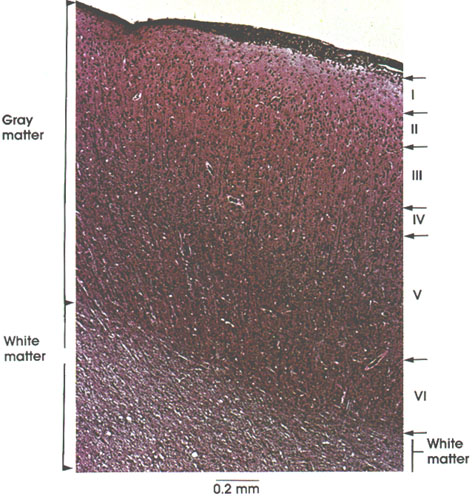 Plate 6.84 Cerebral Cortex