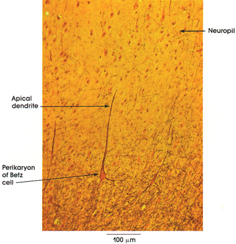 Plate 6.86 Cerebral Cortex: Betz Cell