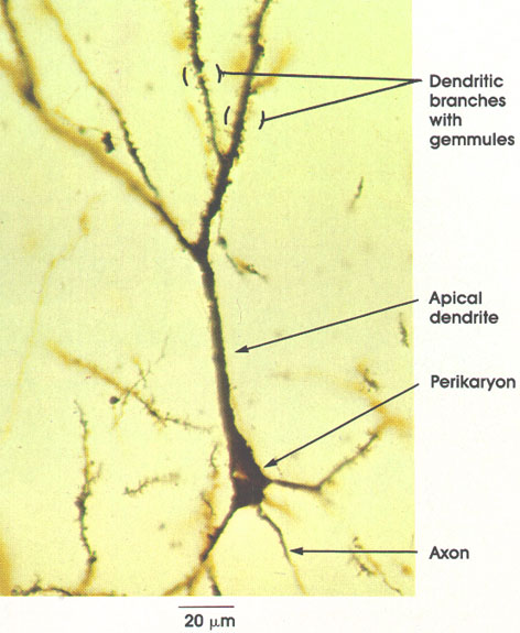 Plate 6.88 Cerebral Cortex