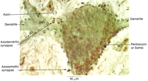 Plate 6.91 The Synapse