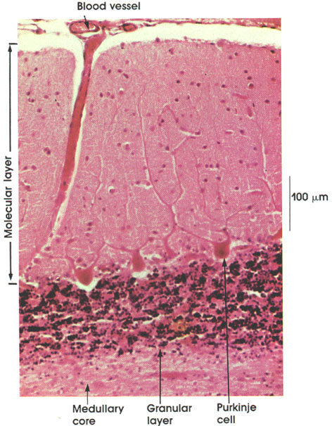 Plate 6.92 Cerebellum