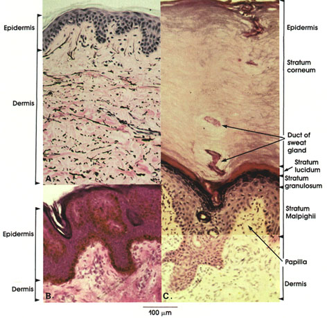 Plate 7.135 Epidermis