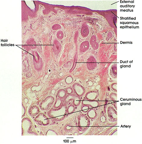 Plate 7.142 Ceruminous Gland