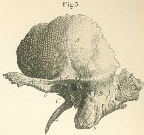 The interior base of the skull