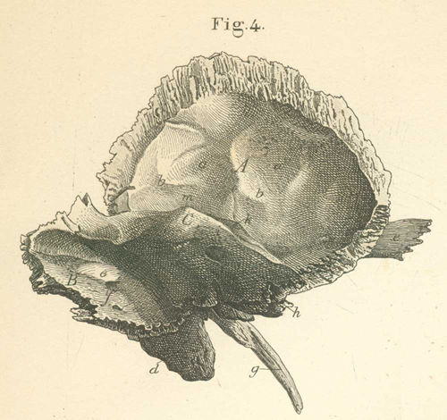 The interior base of the skull