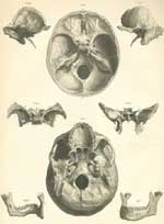 Plate 2: Bones of the skull