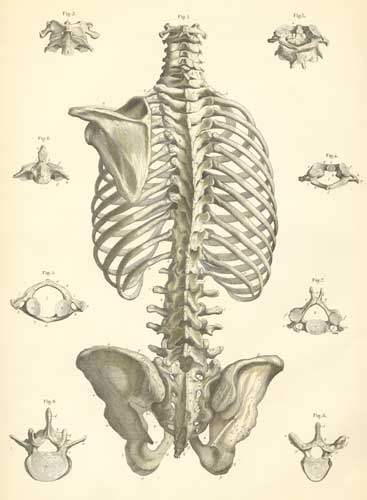 Plate 4: Bones of the trunk.