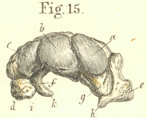 The bones of the left carpus and hand viewed from the palmar or volar side