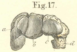 The upper row of carpal bones seen from their distal or digitial surfaces.