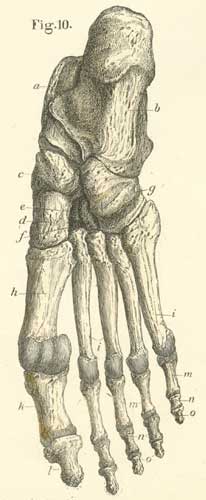 The bones of the left foot from their plantar or ventral surface.