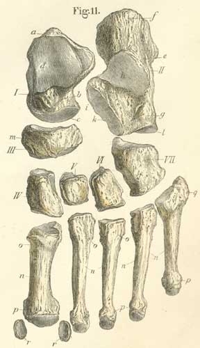 The ossa tarsi and metahtarsi, 
  of the left foot, from the ventral or plantar surface.