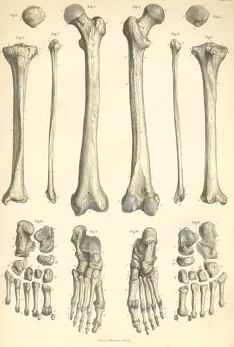 Plate 6: Bones of the lower limb.