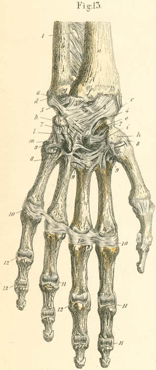 Ligaments of the dorsal surface of the left hand.