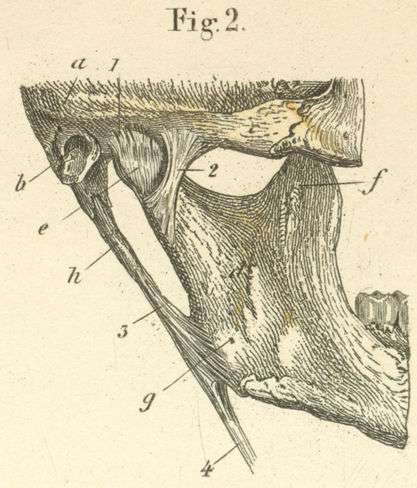 The outer ligament of the right temporomandibular joint.