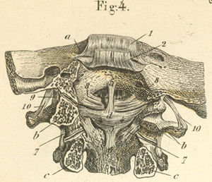 medial ligaments of the joint of the skull