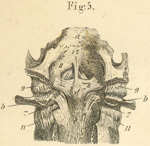 first and second cervical vertebra