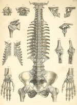 Plate 7: Ligaments of the head, vertebral column, pelvis, and upper limb.