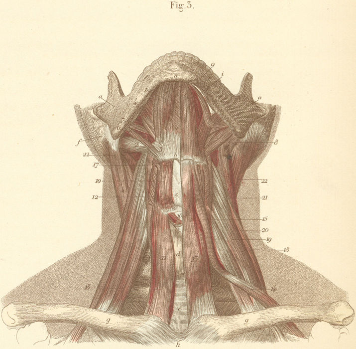 Neck muscles of the anterior surface.