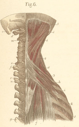 Middle of the nape of the neck