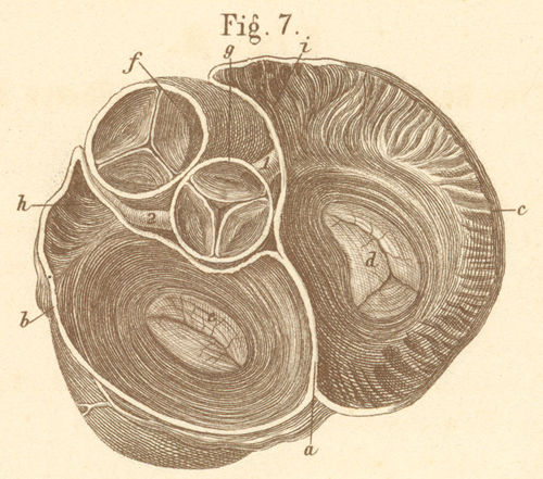 Cross section through the vestibule