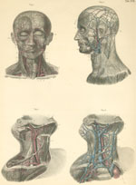 Plate 17: Blood vessels of the neck and head.